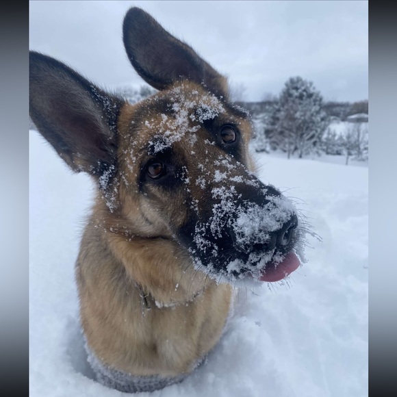 Meet your Posher, Hailey - Picture 13 of 16